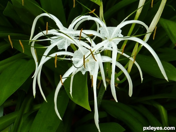 Spider Lily